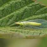 Goudoogje - Chrysoperla carnea s.l.