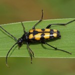 Gevlekte Smalboktor -Leptura quadrifasciata