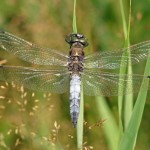 Gewone Oeverlibel - Orthetrum cancellatum