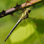 Glassnijder - Brachytron pratense