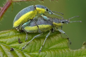 Groene Distelsnuitkever Chlorophanus viridis