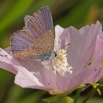 Icarusblauwtje ♂ Polyommatus icarus