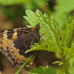 Kleine Vos - Aglais urticae