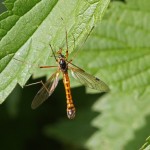 Houtlangpootmug - Tanyptera atrata