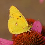 Oranje Luzernevlinder Colias croceus (Vogeltuinen, 't Harde)