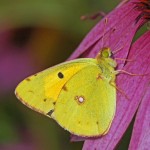 Oranje Luzernevlinder Colias croceus (Vogeltuinen, 't Harde)