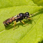 Graafwesp Kleine Zeefwesp Crabro peltarius