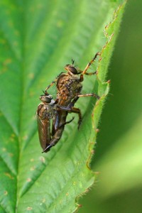 Roofvliegen Ringpootroofvlieg Machimus cingulatus