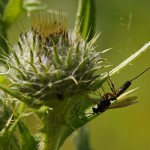 Sluipwesp onbekend - Ichneumonidae indet.