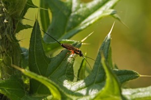 Sluipwesp onbekend - Ichneumonidae indet.