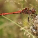 Steenrode Heidelibel - Sympetrum vulgatum