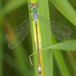 Tangpantserjuffer -Lestes dryas