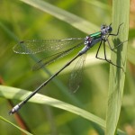 Tangpantserjuffer -Lestes dryas