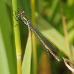 Tangpantserjuffer -Lestes dryas