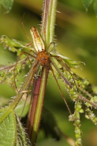 Strekspin - Tetragnatha spec