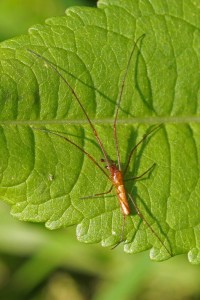 Strekspin -Tetragnatha spec