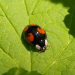 Viervlekkig Aziatisch lieveheersbeestje - Harmonia axyridis f. spectabilis.