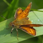 Groot Dikkopje Ochlodes sylvanus