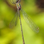 Houtpantserjuffer Chalcolestes viridis