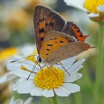 Kleine Vuurvlinder -3e generatie Lycaena phlaeas