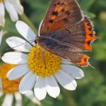 Kleine Vuurvlinder -3e generatie Lycaena phlaeas