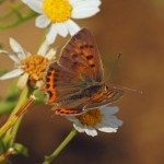 Kleine Vuurvlinder -3e generatie Lycaena phlaeas