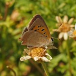 Kleine Vuurvlinder -3e generatie Lycaena phlaeas