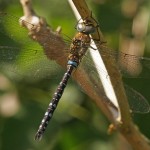 Paardenbijter - Aeshna mixta