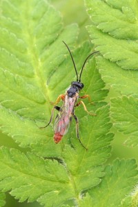 Sluipwesp onbekend - Ichneumonidae indet.