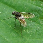 Gewone schubsnipvlieg - Chrysopilus cristatus -man