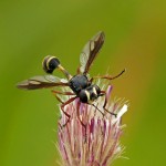 Gewoon Knuppeltje Physocephala rufipes