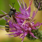 Gewoon Knuppeltje Physocephala rufipes