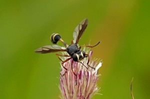 Gewoon Knuppeltje Physocephala rufipes