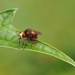 Roestbruine Kromlijf - Sicus ferrugineus