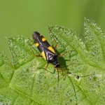 Gele Viervlekwants - Dryophilocoris flavoquadrimaculatus