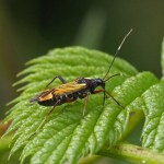 Geribde Prachtblindwants - Miris striatus