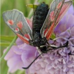 Kleine Sint-jansvlinder - Zygaena viciae