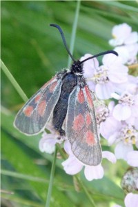 Kleine Sint-jansvlinder - Zygaena viciae