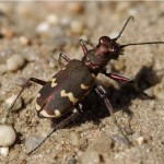 Bastaardzandloopkever Cicindela hybrida