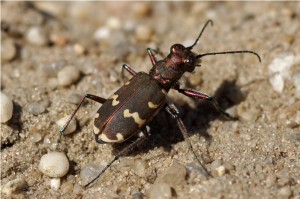 Bastaardzandloopkever Cicindela hybrida