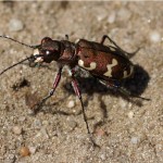 Bastaardzandloopkever Cicindela hybrida