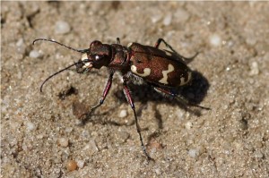 Bastaardzandloopkever Cicindela hybrida