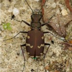 Bastaardzandloopkever Cicindela hybrida