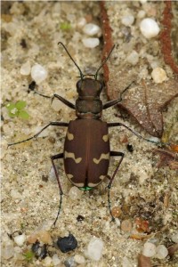 Bastaardzandloopkever Cicindela hybrida