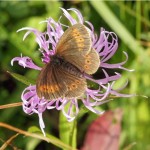 Bergerebia -Erebia epiphron