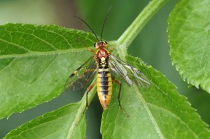 Bladwesp - Tenthredopsis sordida