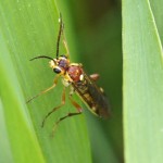 Bladwesp - Tenthredopsis sordida