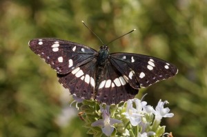 Blauwe ijsvogelvlinder