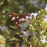 Blauwe IJsvogelvlinder - Limenitis reducta