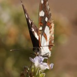 Blauwe IJsvogelvlinder - Limenitis reducta